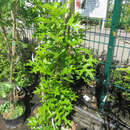 Säulen-Sumpfeiche - Quercus palustris 'Green Pillar'