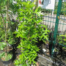 Quercus palustris 'Green Pillar' - Säulen-Sumpfeiche