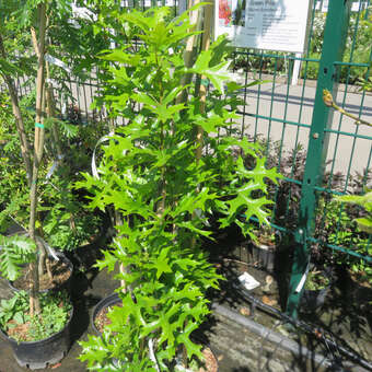 Quercus palustris 'Green Pillar'