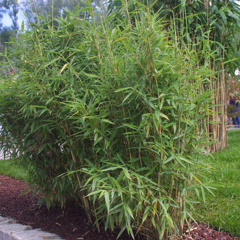 bambus artificial 19" BAMBOO FERN BUSH  Millstone Market & Nursery