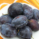 Zwetschke - Prunus domestica 'Topend Plus'