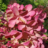 Hydrangea paniculata 'Diamant Rouge' - Rispenhortensie