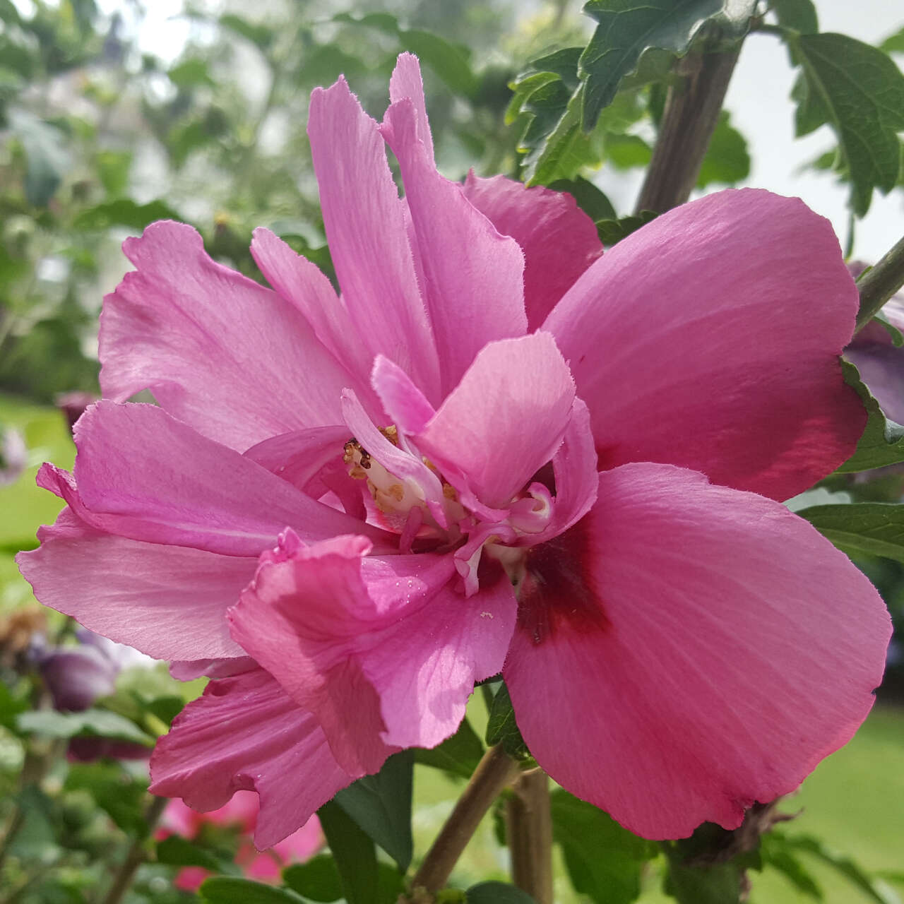 Eibisch Hibiscus syriacus 'Waltraud' rosa