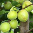 Prunus armeniaca 'Frühe Rosenmarille': Bild 2/4