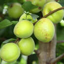 Marille - Prunus armeniaca 'Frühe Rosenmarille'