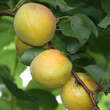 Prunus arm. 'Aprikose von Breda': Bild 1/3