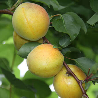 Prunus arm. 'Aprikose von Breda'