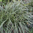 Carex morrowii 'Ice Dance': Bild 1/5