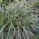 Carex morrowii 'Ice Dance' - Japansegge
