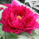 Paeonia suffruticosa rot - Strauch-Pfingstrose