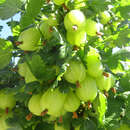 Stachelbeere - gelbgrün - Ribes uva-crispa 'Invicta'