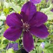 Clematis 'Gipsy Queen': Bild 1/3