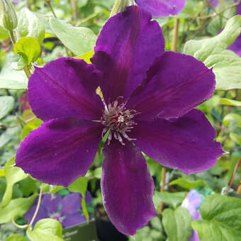 Clematis 'Gipsy Queen'