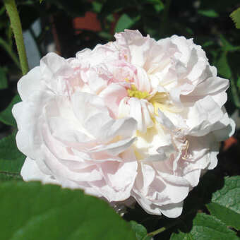 Rose 'Duchesse d'Angouleme'