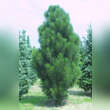 Pinus nigra 'Pyramidalis': Bild 3/3