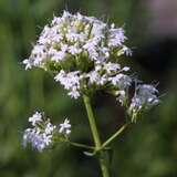 Centranthus ruber 'Albus' - Spornblume