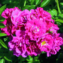 Rose 'Gruß an Freundorf' - Ramblerrose