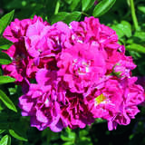Rose 'Gruß an Freundorf' - Ramblerrose