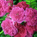 Rose 'Super Excelsa' - Moderne Kletterrose