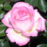 Rose 'Princesse de Monaco' - Moderne Edelrose