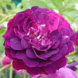 Rose 'Bleu Magenta' - Ramblerrose