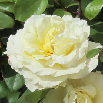 Rose 'La Perla'