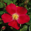 Rose 'Candia': Bild 1/2