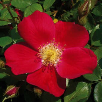 Rose 'Candia'
