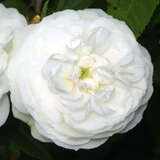 Rose 'Mme. Plantier' (alba) - Historische Strauchrose