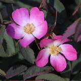 Rosa glauca - Rotblättrige Rose
