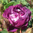 Rose 'William Lobb' (centifolia): Bild 2/6