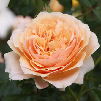 Rose 'St. Richard of Chichester'