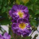 Ramblerrose - Rose 'Donau'