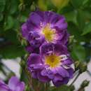 Rose 'Donau' - Ramblerrose