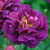 Rose 'Nuits de Young' (centifolia) - Historische Strauchrose