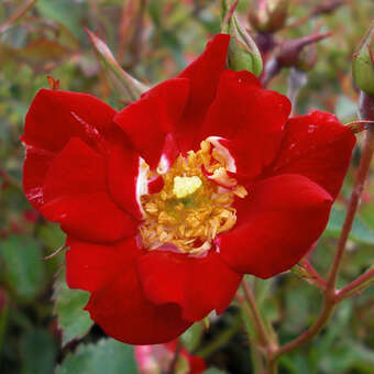 Rose 'Red Compact Meidiland'