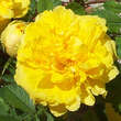 Rose 'Persian Yellow' (foetida): Bild 1/4
