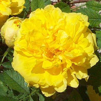 Historische Strauchrose - Rose 'Persian Yellow'
