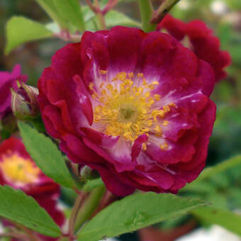 Rose 'Perennial Blue'