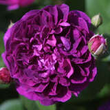 Rose 'Reines de Violettes' - Historische Strauchrose