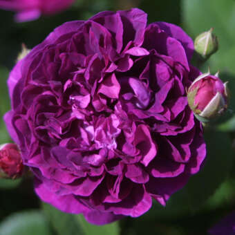 Rose 'Reines de Violettes'