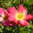 Bodendeckerrose - Rose 'Pink Compact Meidiland'