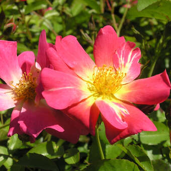 Rose 'Pink Compact Meidiland'