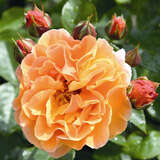 Rose 'Arabia' - Moderne Strauchrose