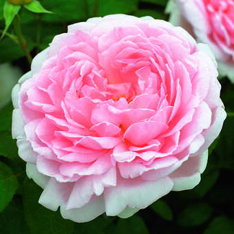 Rose 'Eglantyne'