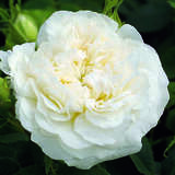 Rose 'Mme. Legras de St. Germain' - Historische Strauchrose