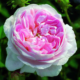 Rose 'Belle Isis' (gallica)