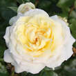 Rose 'Caroline Victoria': Bild 1/3