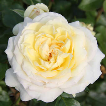 Rose 'Caroline Victoria'