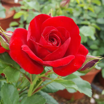 Rose 'Cumberland'